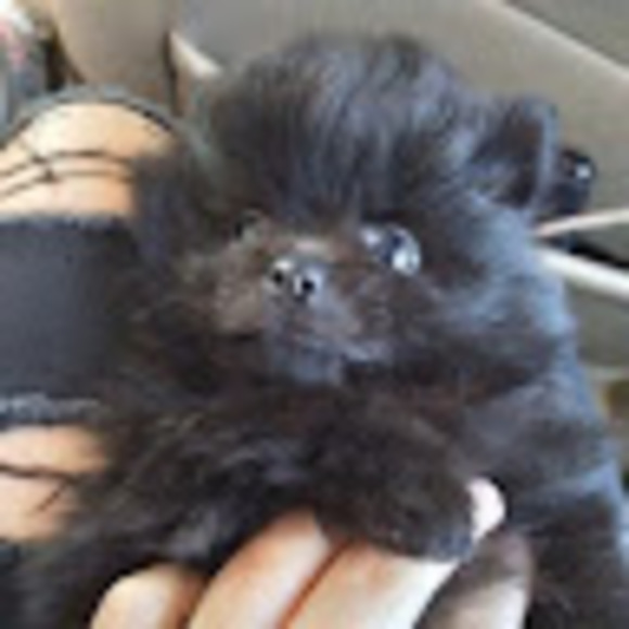 Meet your Posher, Isabella - Picture 1 of 1